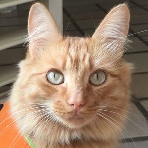 Meet your Posher, Emma